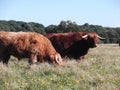 Zeegse Highland Cow 3 Royalty Free Stock Photo