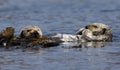 Zeeotter, Sea Otter, Enhydra lutris Royalty Free Stock Photo