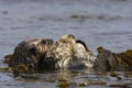 Zeeotter, Sea Otter, Enhydra lutris Royalty Free Stock Photo