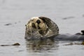 Zeeotter, Sea Otter, Enhydra lutris Royalty Free Stock Photo