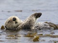 Zeeotter, Sea Otter, Enhydra lutris Royalty Free Stock Photo