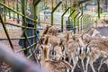 Zeist, Netherlands - January 04, 2020. People feeding fawns in reservation in forest Royalty Free Stock Photo