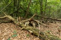 Zeist, Utrecht/The Netherlands - September 12 2020: Old fallen treess and branches on the forest floor without leafs and without Royalty Free Stock Photo