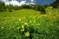 Zelenica pasture above Ljubelj Slovenia