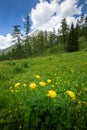 Zelenica pasture above Ljubelj Slovenia