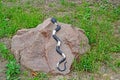 ZELENOGRADSK, RUSSIA - JUNE 27, 2021: Garden sculpture - Snake lies on a stone