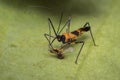 Zelus longipes Linnaeus or milkweed assassin bug eating a bug