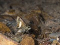 Zema Banded Ace Butterfly at Garo Hills, Meghalaya,India