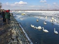 Zemun`s neighbors feeding Swans in the frozen Danube