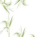 Zen Abstract Bamboo Grass Royalty Free Stock Photo