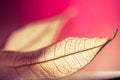 Zen autumn leaf