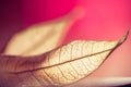 Zen autumn leaf Royalty Free Stock Photo