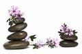 Zen balance and mauve. Royalty Free Stock Photo