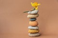 Zen balance pyramid of stones and flowers of narcissus Royalty Free Stock Photo
