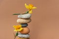 Zen balance pyramid of stones and flowers of narcissus