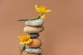 Zen balance pyramid of stones and flowers of narcissus Royalty Free Stock Photo