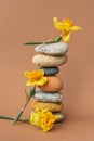 Zen balance pyramid of stones and flowers of narcissus Royalty Free Stock Photo