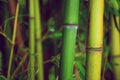 Zen bamboo Royalty Free Stock Photo