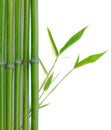 Zen bamboo Royalty Free Stock Photo