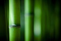 Zen bamboo