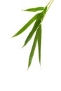 Zen Bamboo Foliage Isolated Over White