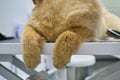 Zen Dog Grooming: fluffy paws of Chow Chow gracefully await a trimming session on professional grooming table. calm Royalty Free Stock Photo