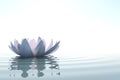 Zen flower loto in water Royalty Free Stock Photo