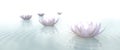 Zen Flowers on water in widescreen Royalty Free Stock Photo