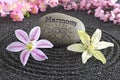 Zen garden of harmony Royalty Free Stock Photo