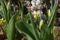 `Zen Garden I` relaxing garden with tulips and a statue Royalty Free Stock Photo