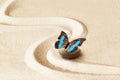 Zen garden meditation stone background and butterfly with stones and lines in sand for relaxation balance and harmony