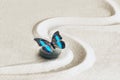 Zen garden meditation stone background and butterfly with stones and lines in sand for relaxation balance and harmony