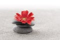 Zen garden with red gerbera flower Royalty Free Stock Photo