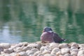 Zen garden serene nature image. Serene bird by ornamental pond.