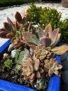 Zen garden succulent planter next to a raked gravel area.