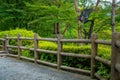 Zen Garden of Tenryu-ji, Heavenly Dragon Temple. In Kyoto, Japan Royalty Free Stock Photo