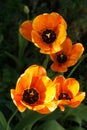 Zen Garden Tulips in their saffron robes great the spring sunshine Royalty Free Stock Photo