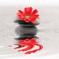 Zen garden whith red gerbera flower Royalty Free Stock Photo