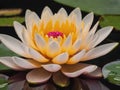 Zen inspired illustration of water lilies with large space for text, Concept of mindfulness - generated by ai