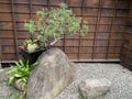 Zen Japanese style architectural courtyard (Taipei City Penalty Building) Royalty Free Stock Photo