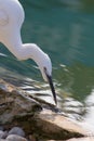 Zen-like nature image of a pure white little egret bird by a serene rock pool