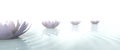 Zen lotus flowers draw a path on the water Royalty Free Stock Photo