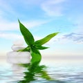 Zen massage stones and bamboo reflected in water Royalty Free Stock Photo