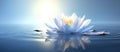 Zen meditation lotus dream lilly flower