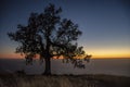 Zen Oak Tree Glowing Horizon