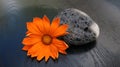 Zen- orange flower and lava stone on black wooden background Royalty Free Stock Photo