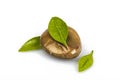 Zen pebble and green leaf Royalty Free Stock Photo