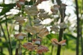 Zen Relaxing Sea Shells Wind Chime. Gipsy Handmade Tropical Craftsmanship. Natural Beauty Countryside, Bohemian, Tribe. Royalty Free Stock Photo