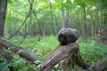 Zen Rock Balanced on a log Royalty Free Stock Photo