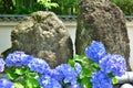Zen rock and flower of Japanese garden, Japan Royalty Free Stock Photo